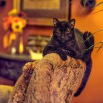 国产精品思思五月婷高清在线 rr97ib6s