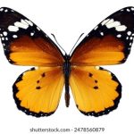 五十度飞 电影:探索爱情与欲望的极限之旅 qa9y7