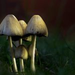 五十度飞:探索激情与禁忌交织的浪漫旅程 r82ug